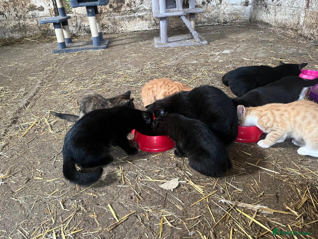 Mixed Breed cats for sale: Farm kittens for sale  - Image 5