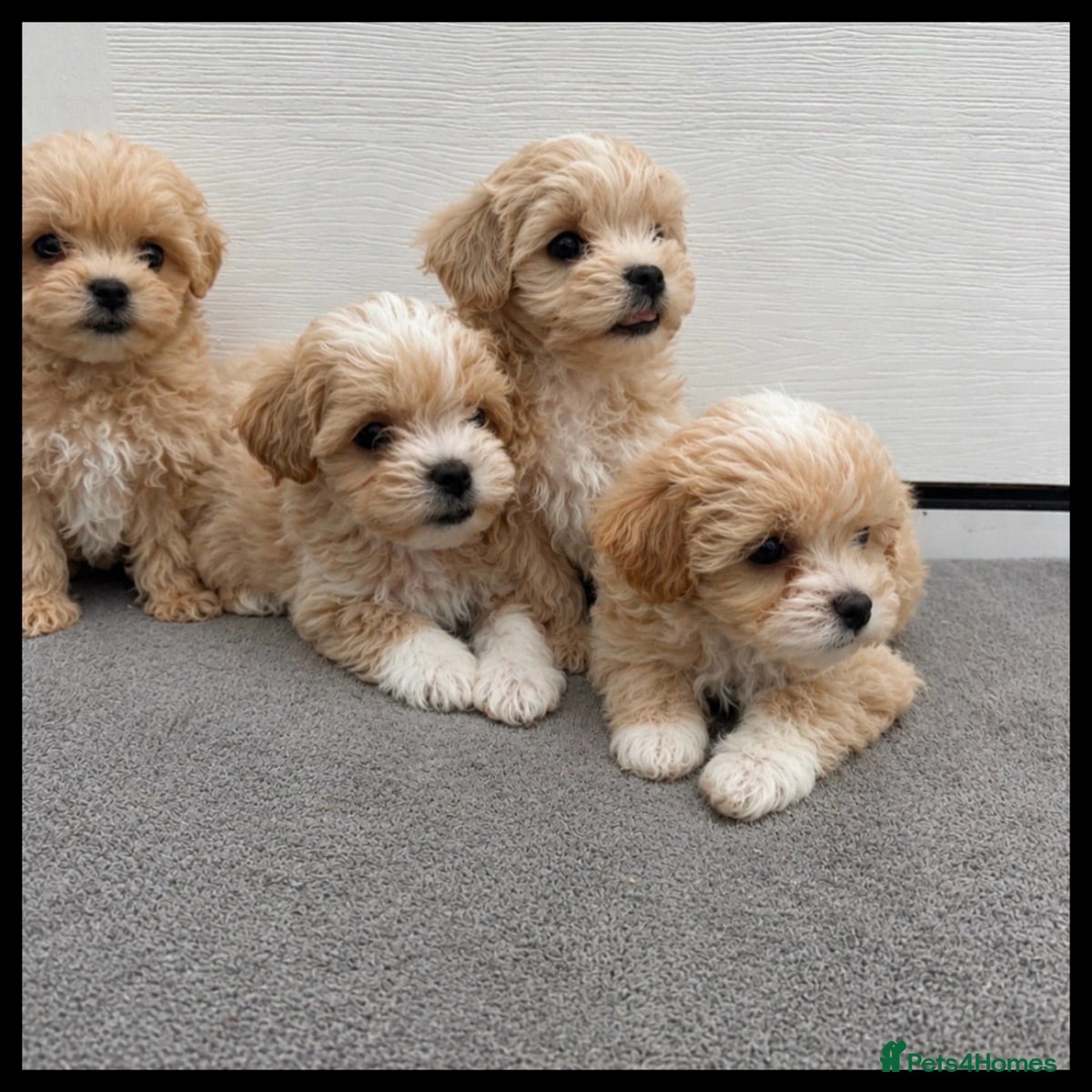 Maltipoo dogs Stunning tiny maltipoo puppies  - Advert 5