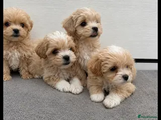 Maltipoo dogs Stunning tiny maltipoo puppies - Advert 5