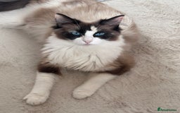 Mixed Breed cats for sale: Black Kitten Ragdoll x British Longhair Mix - Image 13