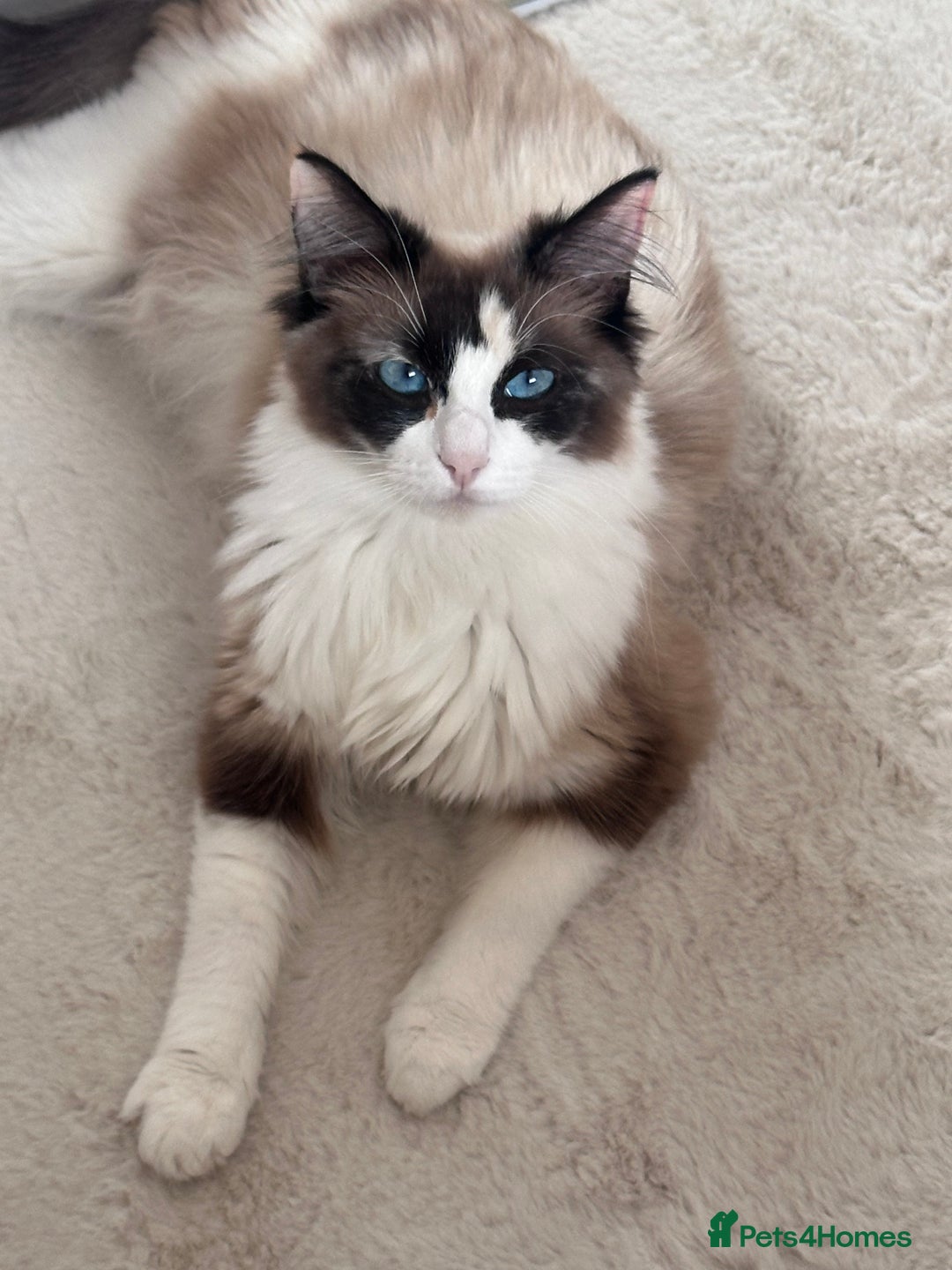 Mixed Breed cats for sale: Black Kitten Ragdoll x British Longhair Mix - Image 13