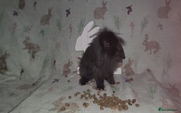 Mini Lion Lop rabbits for sale: Mini lion lops double mane - Image 7
