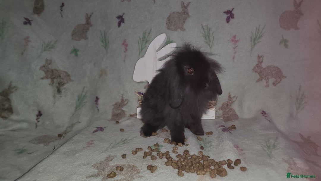 Mini Lion Lop rabbits for sale: Mini lion lops double mane - Image 7