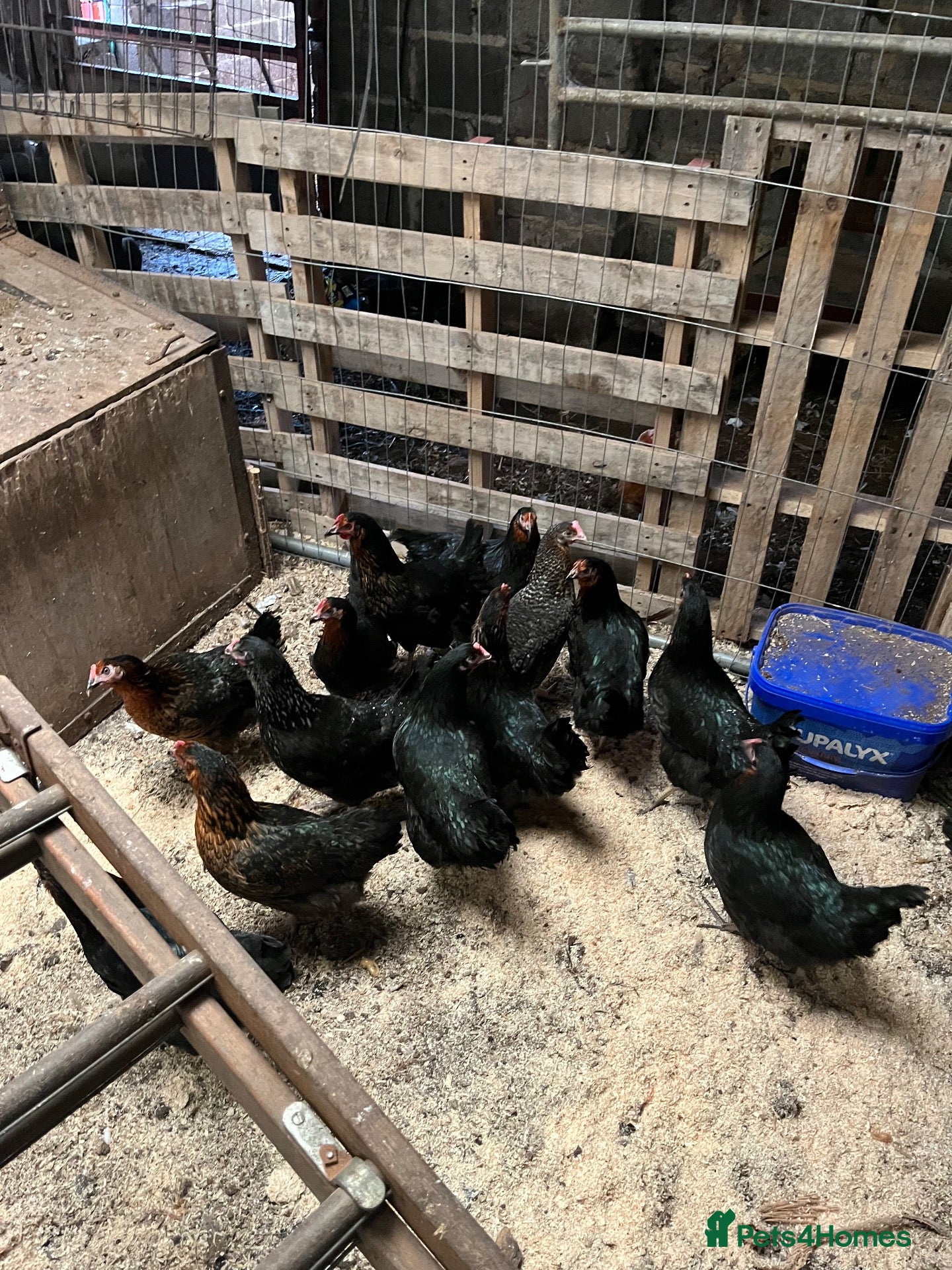 Chickens poultry for sale: Pol hybrids  - Advert 1