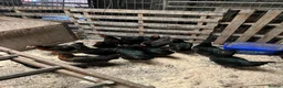 Chickens poultry for sale: Pol hybrids  - Advert 1
