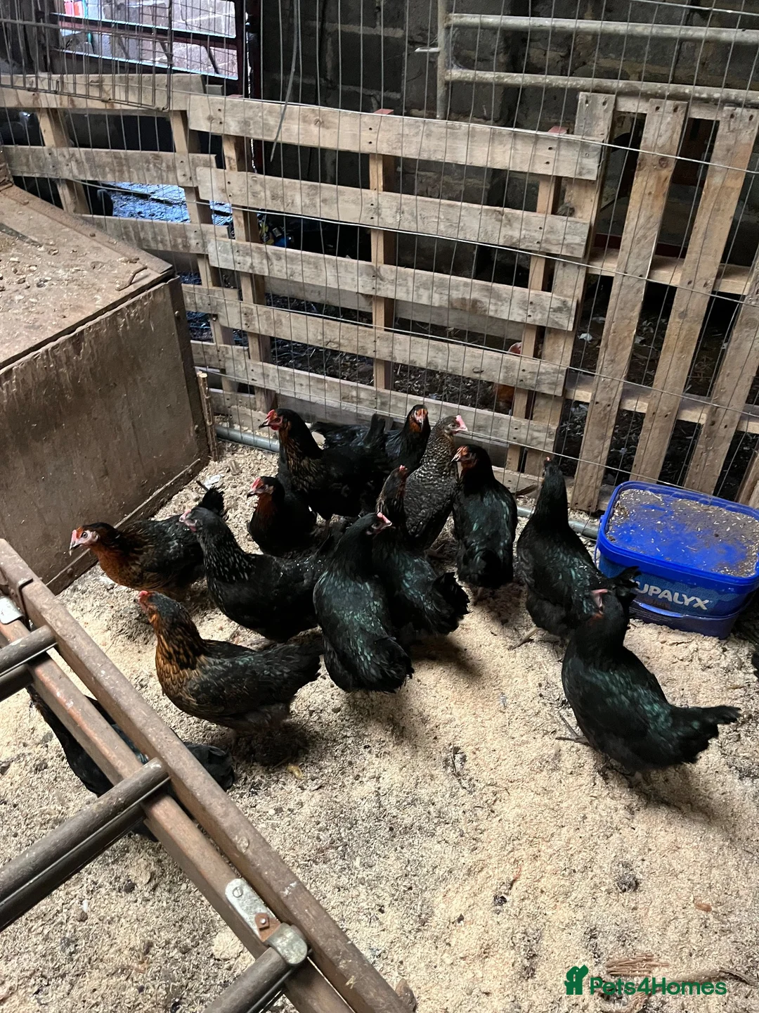 Chickens poultry for sale: Pol hybrids  - Advert 1