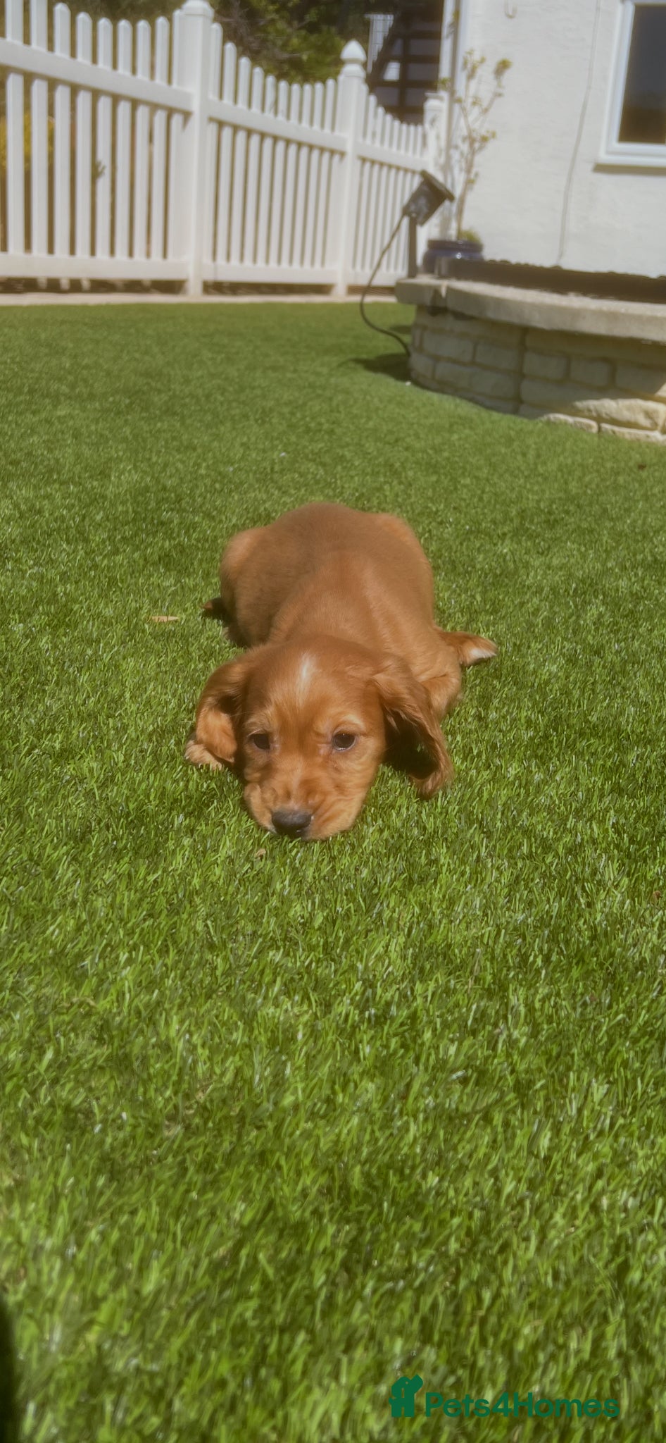 Cocker Spaniel dogs Cocker spaniel puppies - Advert 1