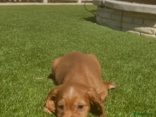 Cocker Spaniel dogs Cocker spaniel puppies - Advert 3