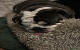 English Bulldog dogs for sale: Beautiful 5 year old English bulldog  - Image 3