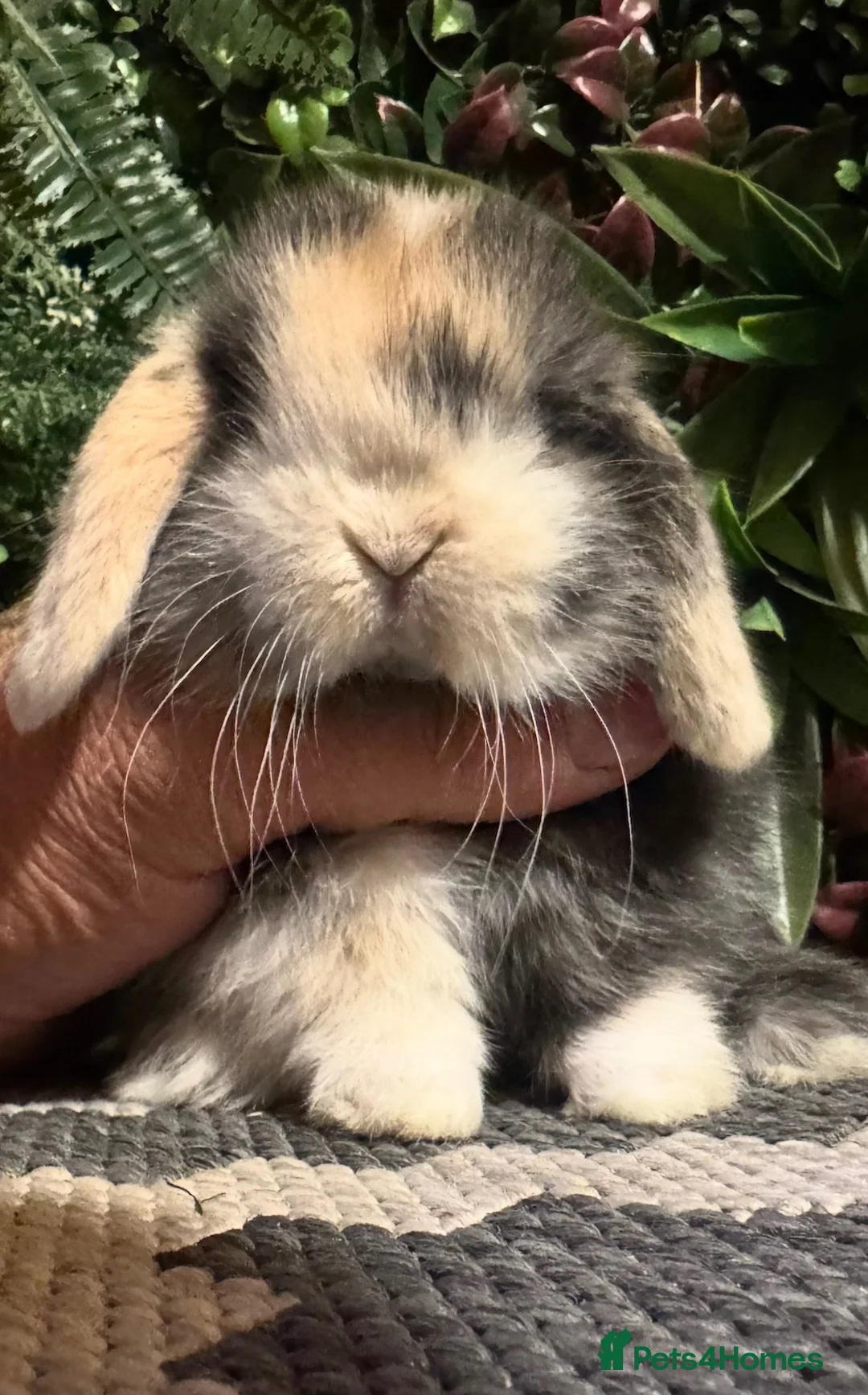 Mini Lop rabbits for sale: Superb pure bred mini lops available  - Advert 1