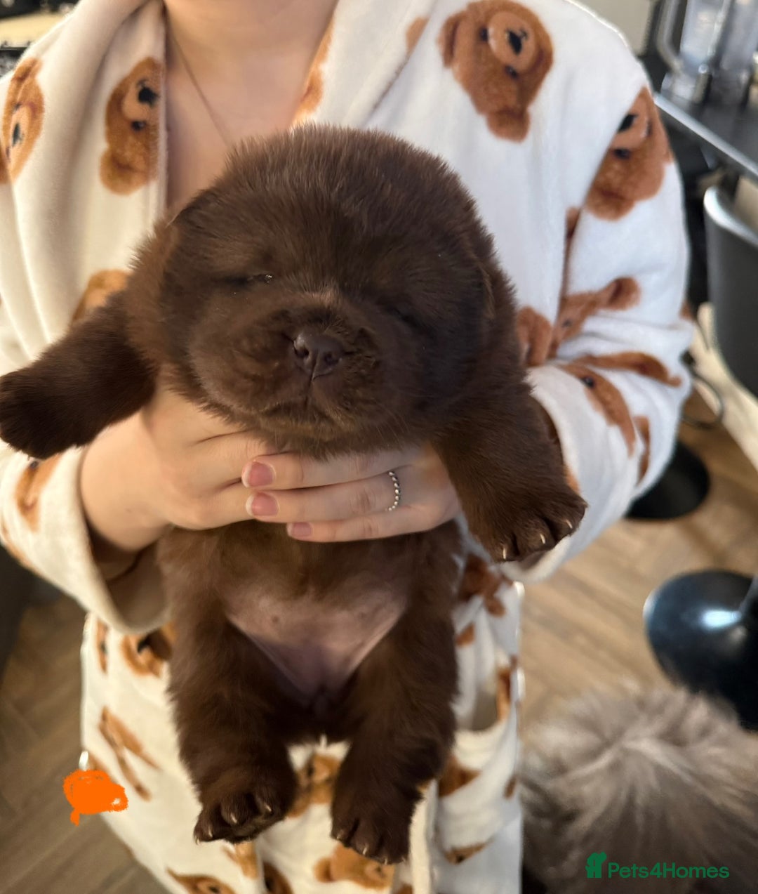 Chow Chow dogs for sale: (READY NOW) Chocolate chow chow female - Advert 4