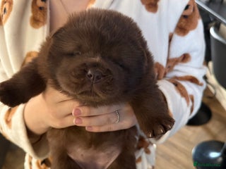 Chow Chow dogs Kc registered Pure chocolate chow chow puppies - Advert 19