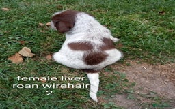 Mixed Breed dogs for sale: Fen Spaniels -Korthols x Eng Springer Spaniel  - Image 4