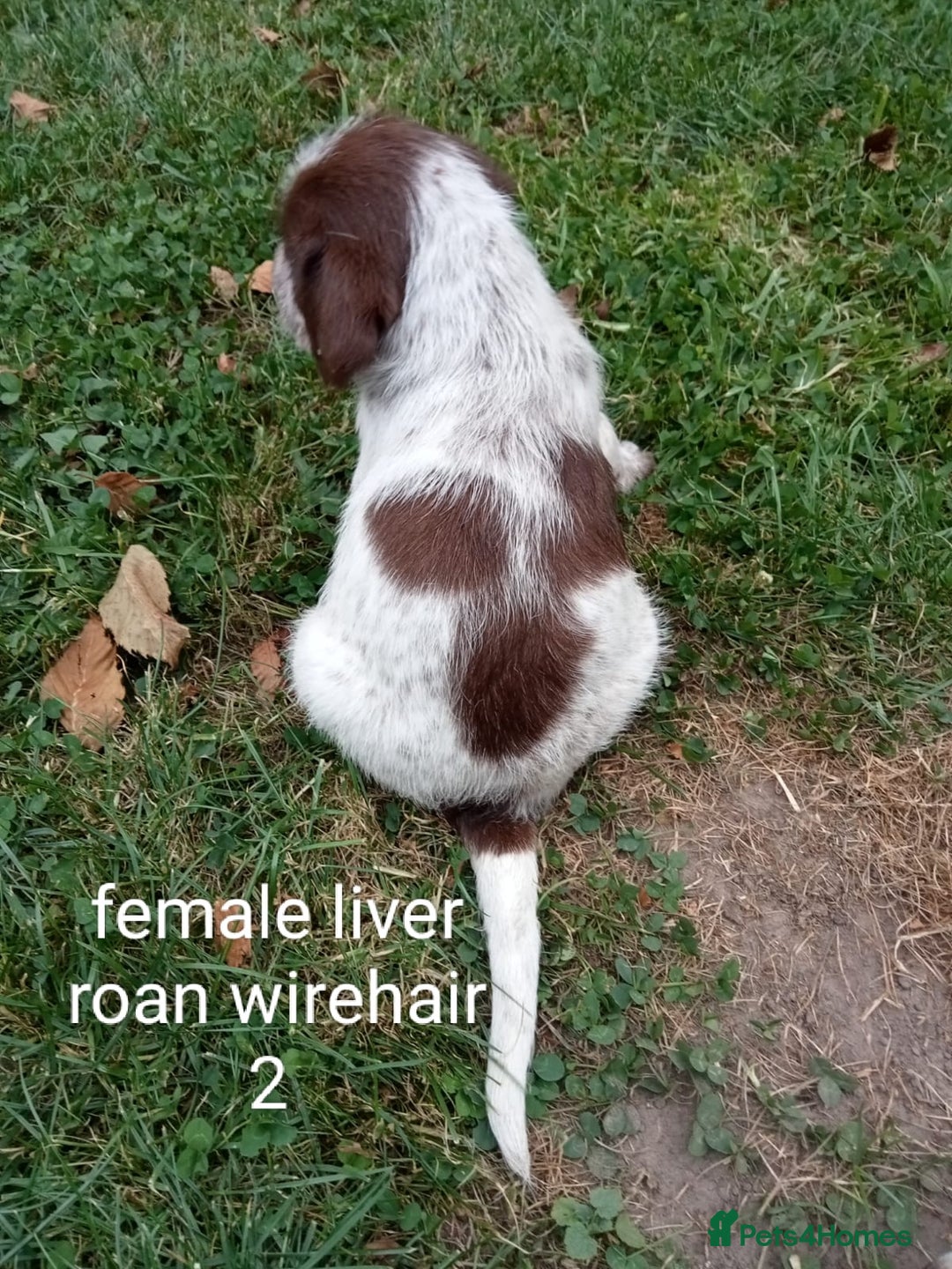 Mixed Breed dogs for sale: Fen Spaniels -Korthols x Eng Springer Spaniel  - Image 4