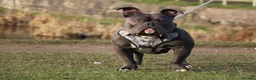 American Bully dogs for stud: 🔥 Top Quality American Bully Stud – Brabus 🔥 in Nottingham - Advert 1