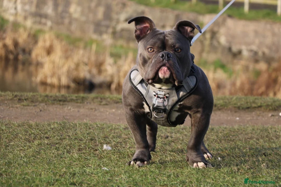 American Bully dogs for stud: 🔥 Top Quality American Bully Stud – Brabus 🔥 in Nottingham - Advert 1