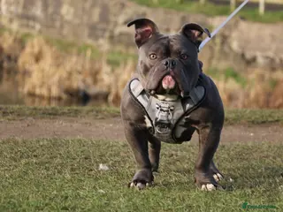 American Bully dogs 🔥 Top Quality American Bully Stud – Brabus 🔥 in Nottingham - Advert 1