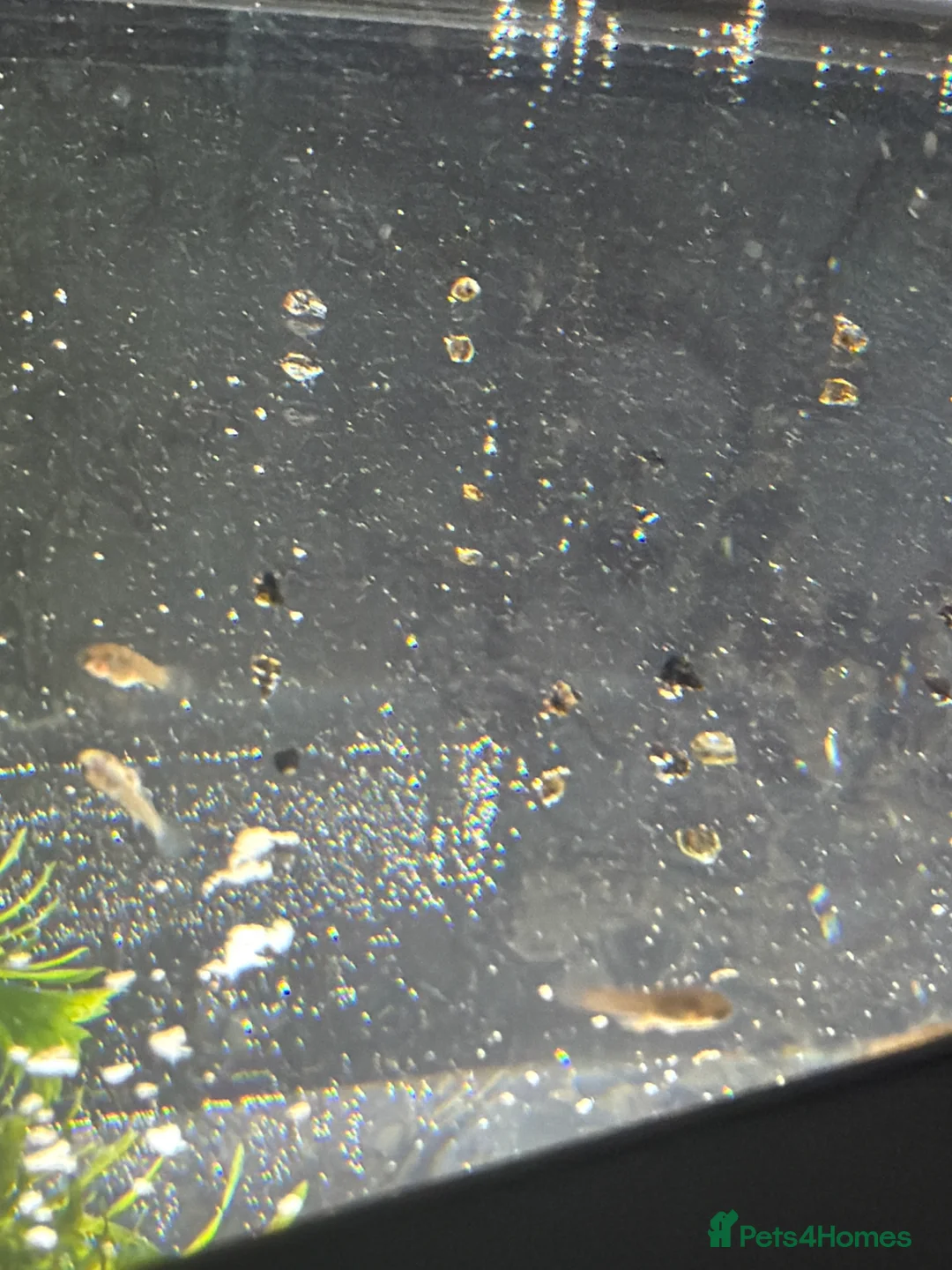 Platies fish for sale: Platy fish  in Stockport - Advert 2