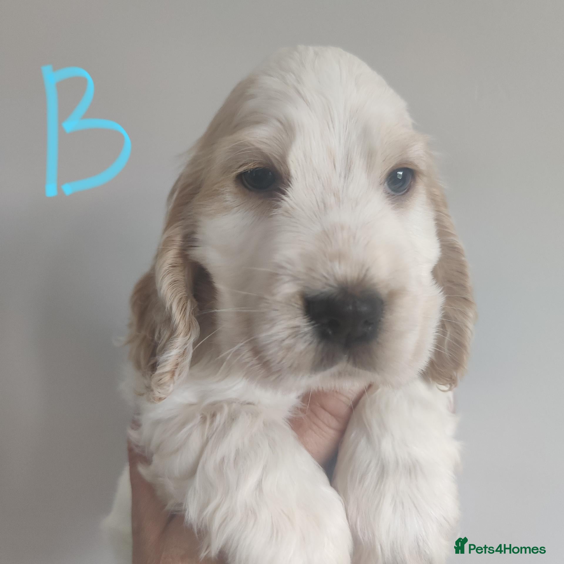 Cocker Spaniel dogs KC Registered Show Type Cocker Spaniels - Advert 18