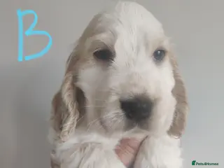 Cocker Spaniel dogs KC Registered Show Type Cocker Spaniels - Advert 18