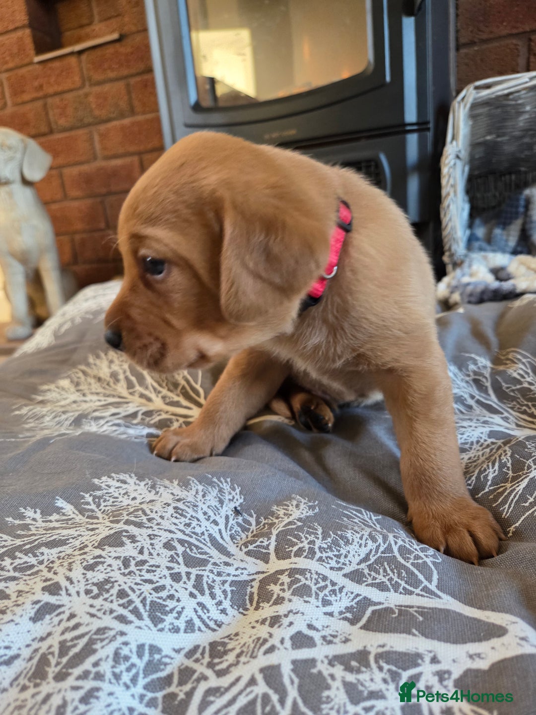 Labrador Retriever dogs for sale: Stunning Red fox labrador puppies  - Advert 13