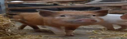 Pig livestock for sale: Mini/Micro Piglets 3 girls, 1 castrated male - Advert 4
