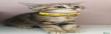 British Shorthair 3