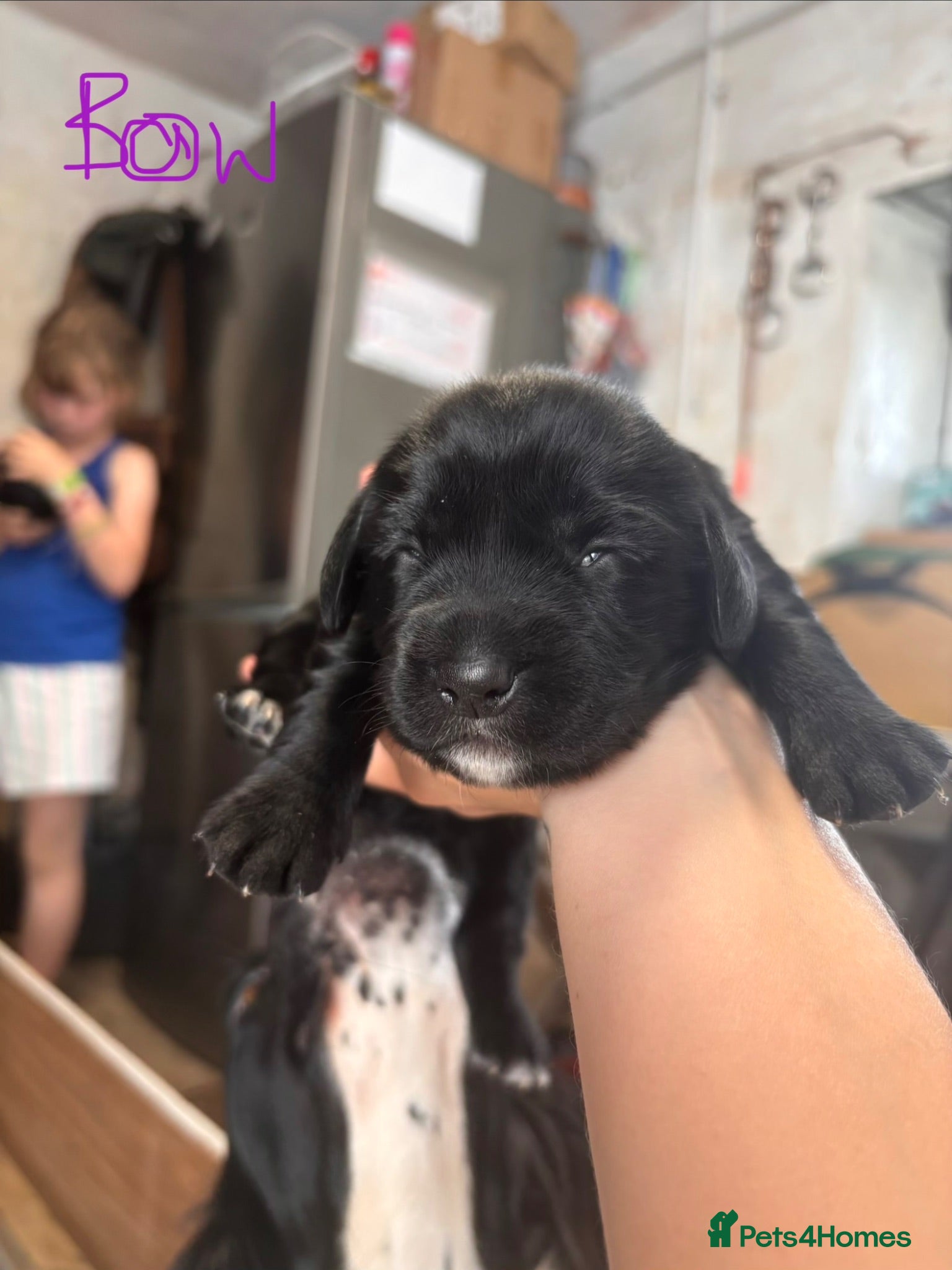 Springador dogs Stunning Springador Pups,super for family/working  - Advert 2