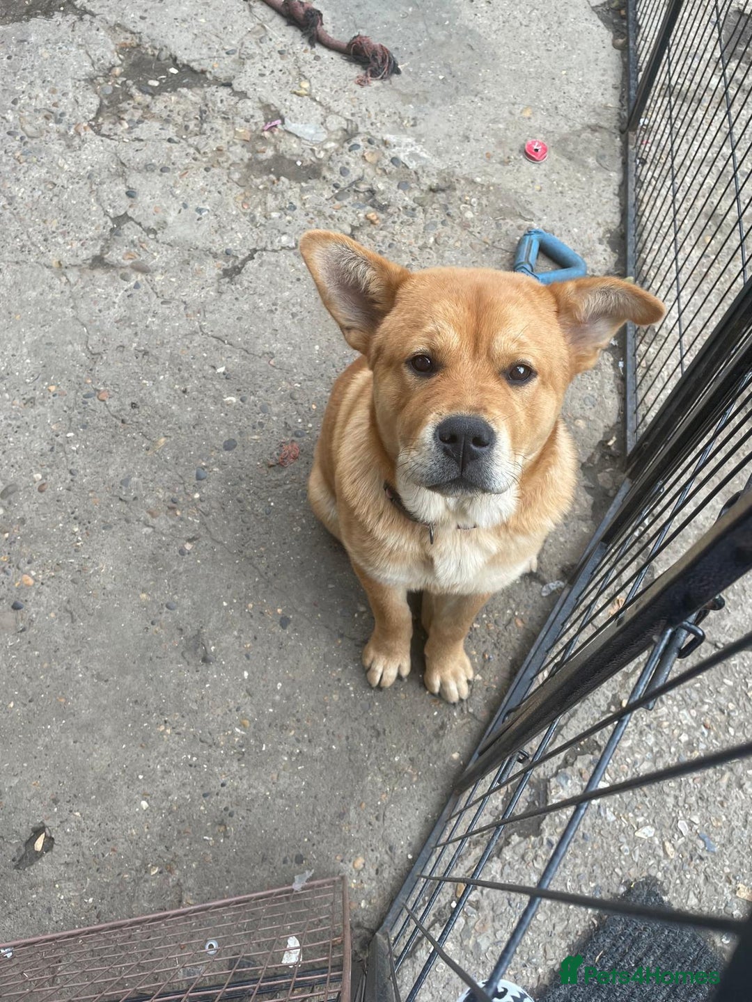 Mixed Breed dogs for sale: Chow Chow X Rottweiler  - Image 4