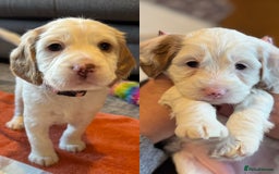 Cockapoo dogs for sale: Two gorgeous F2b Cockapoo girls left  - Advert 1