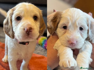 Cockapoo dogs Two gorgeous F2b Cockapoo girls left - Advert 7