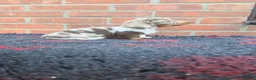 Miniature Dachshund dogs for sale: KC REGISTERED BEAUTIFUL MINIATURE LONGHAIRS - Advert 20