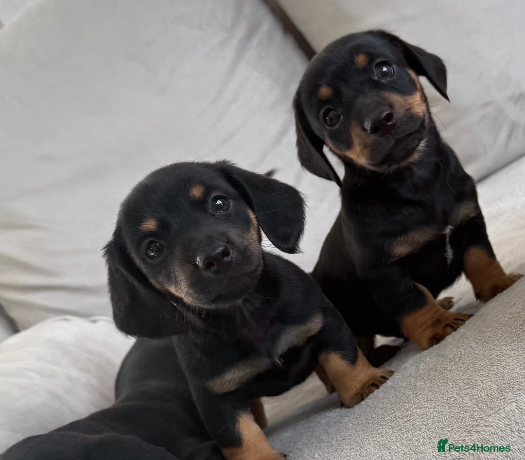 Mixed Breed dogs for sale: Beautiful Jackadac puppy’s ❤️ - Image 4