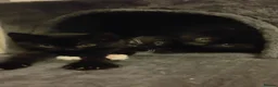 Mixed Breed cats for sale: 2 kittens looking for a forever home in Coventry - Advert 9