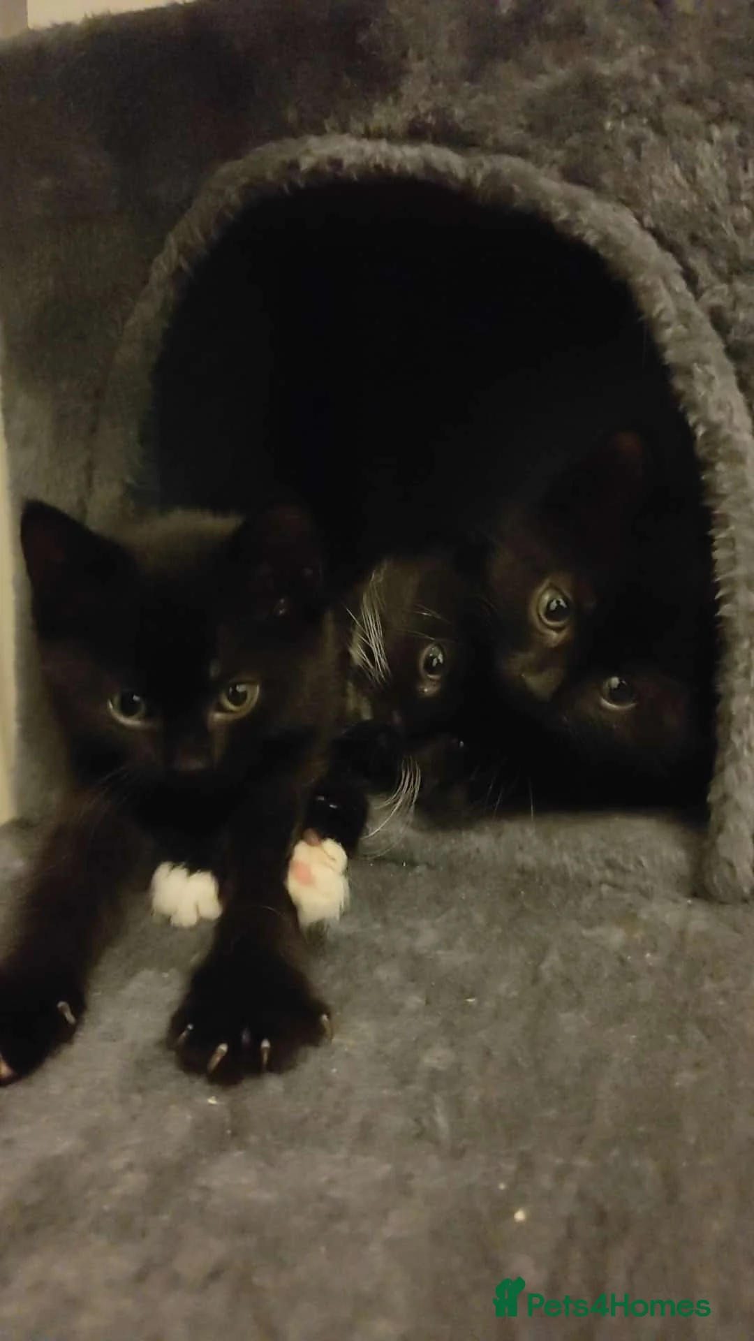 Mixed Breed cats for sale: 2 kittens looking for a forever home in Coventry - Advert 9
