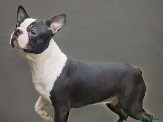 Boston Terrier dogs Kc Boston Terrier Stud high Quality - Advert 1