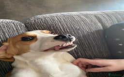 Beagle dogs for sale: Female beagle - Image 4