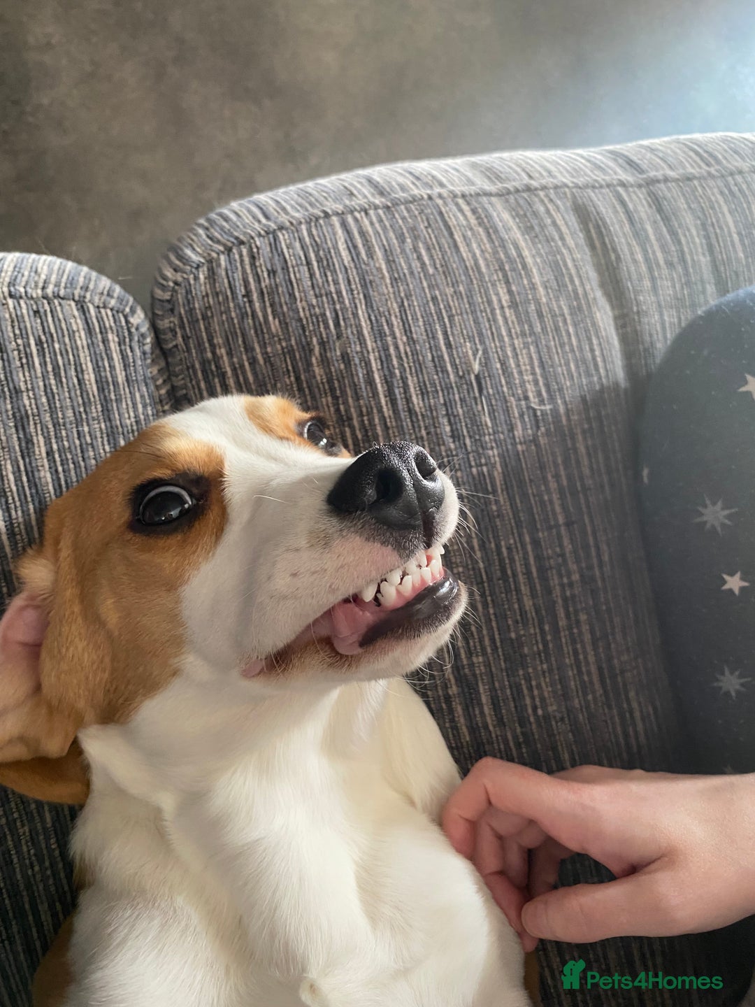 Beagle dogs for sale: Female beagle - Image 4