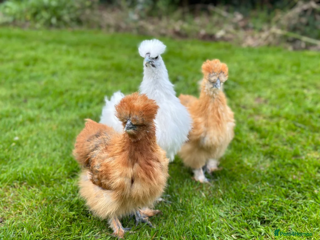 Chickens poultry for sale: Bantams and Pekins for sale in Shifnal - Advert 5
