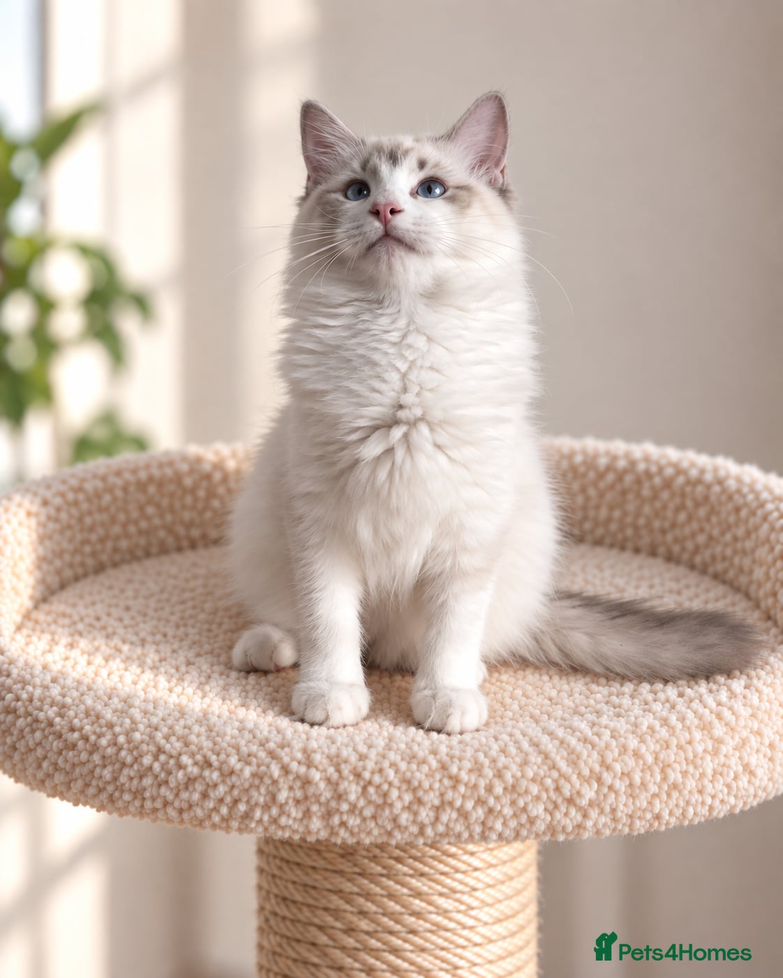 Ragdoll cats Beautiful Tica Registered Kittens Ragdoll - Advert 2