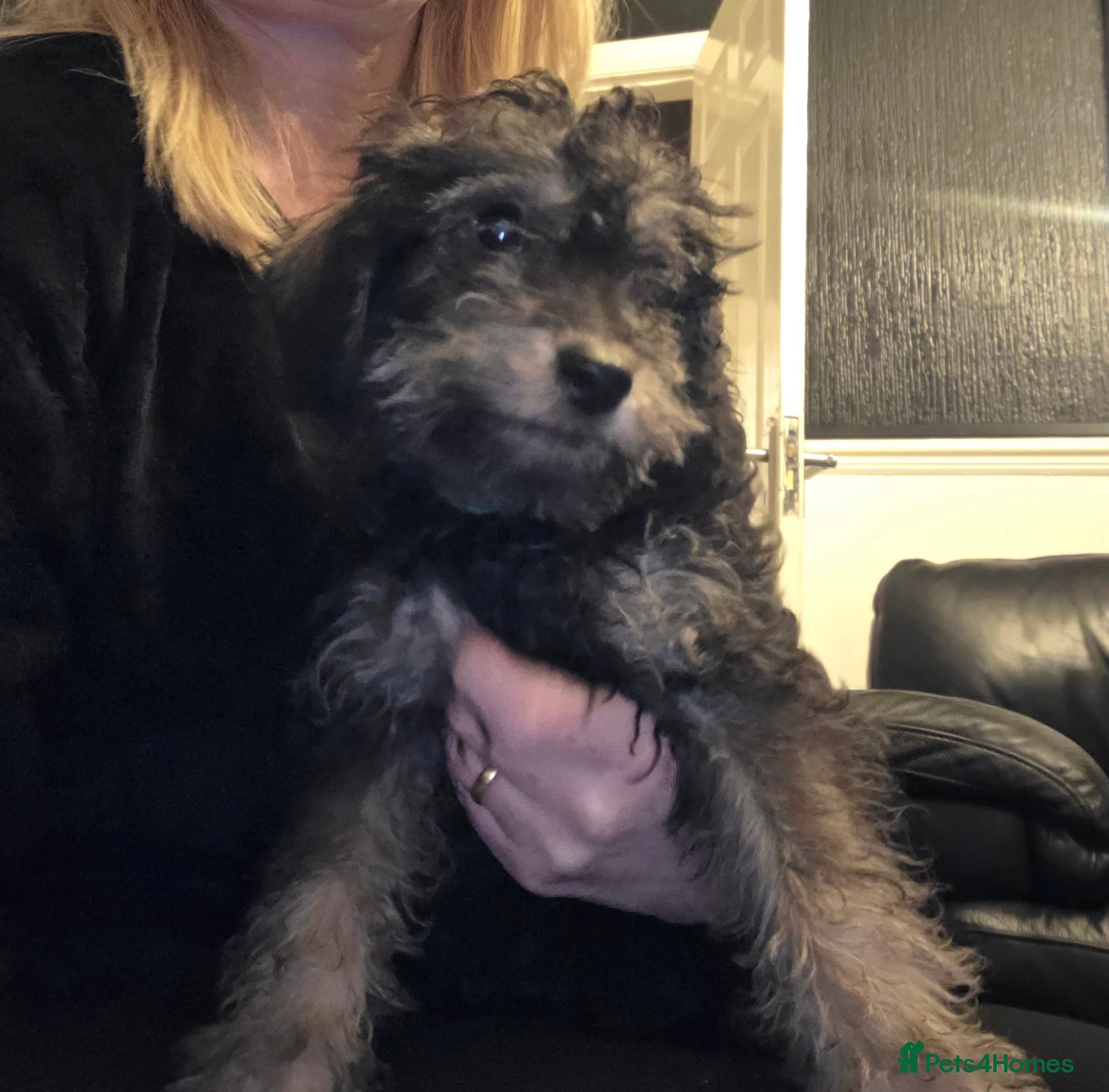 Doxiepoo dogs Beautiful toy poodle phantom rare colour 3/4 pups - Advert 3