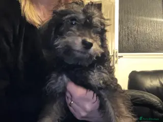 Doxiepoo dogs Beautiful toy poodle phantom rare colour 3/4 pups - Advert 3