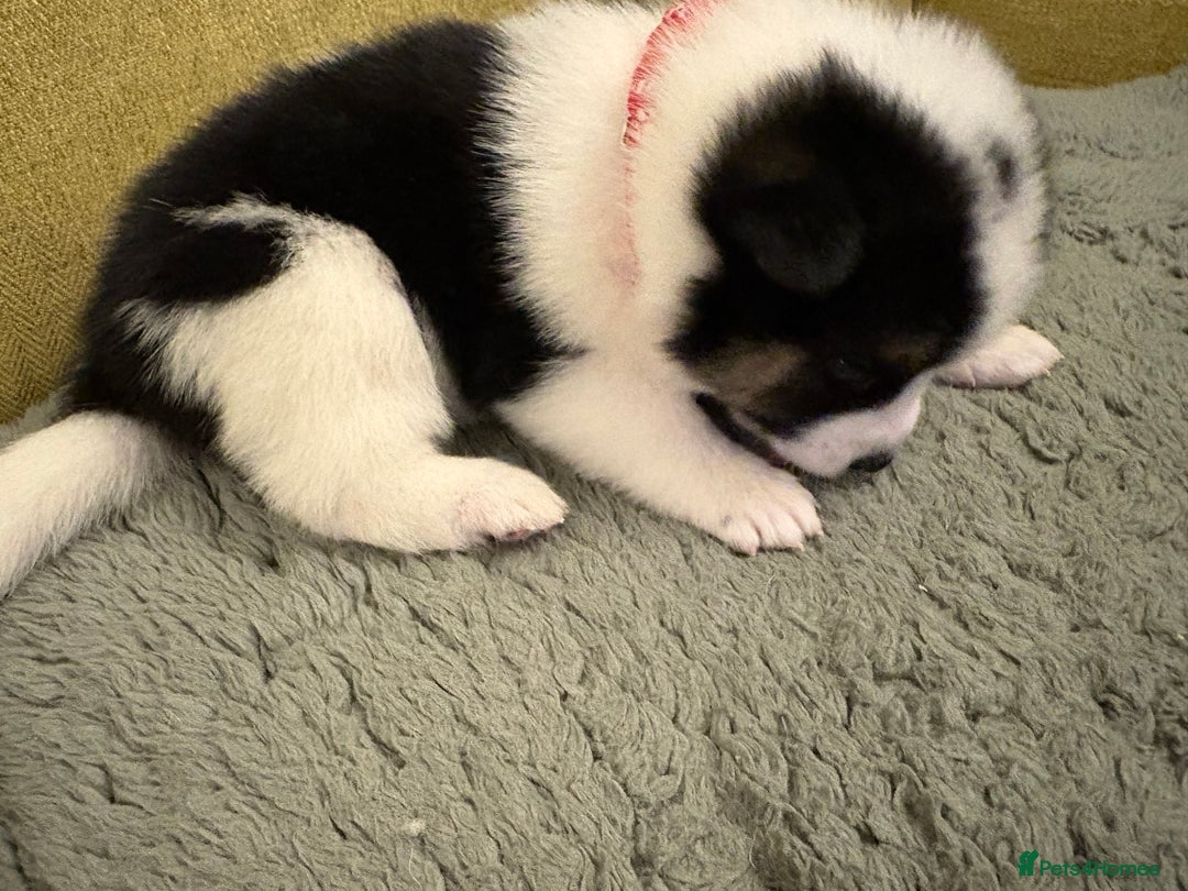 Mixed Breed dogs for sale: Pomskiba Inu Puppies. Shiba Inu x Pomsky - Advert 26