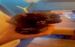 Mixed Breed dogs for sale: Blue staff x Black labrador puppies  - Advert 6