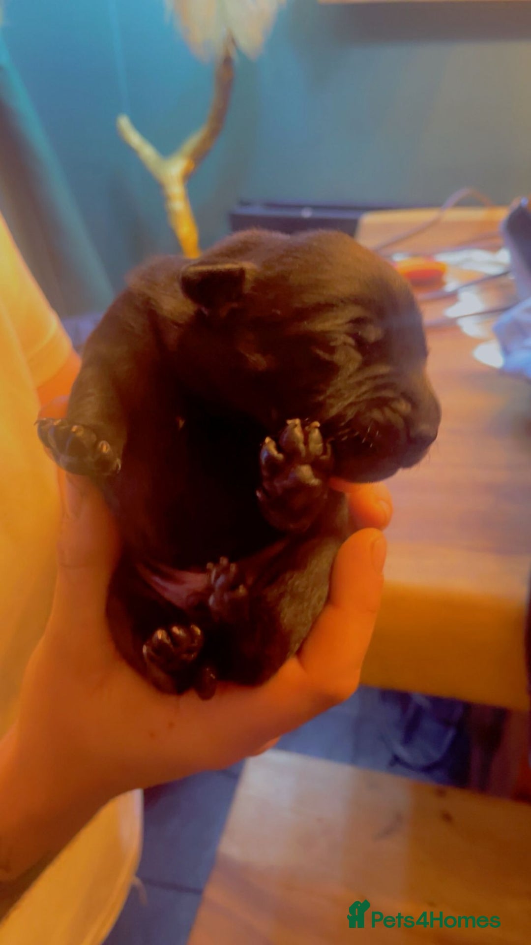 Mixed Breed dogs for sale: Blue staff x Black labrador puppies  - Advert 6