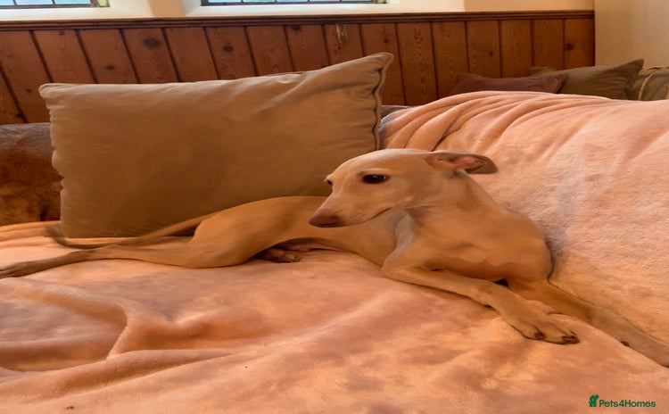 Italian Greyhound dogs in Leeds - Advert 1