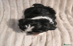 Yorkshire Terrier dogs for sale: Adorable Yorkshire Terrier Biewer Puppies Tricolor - Image 10