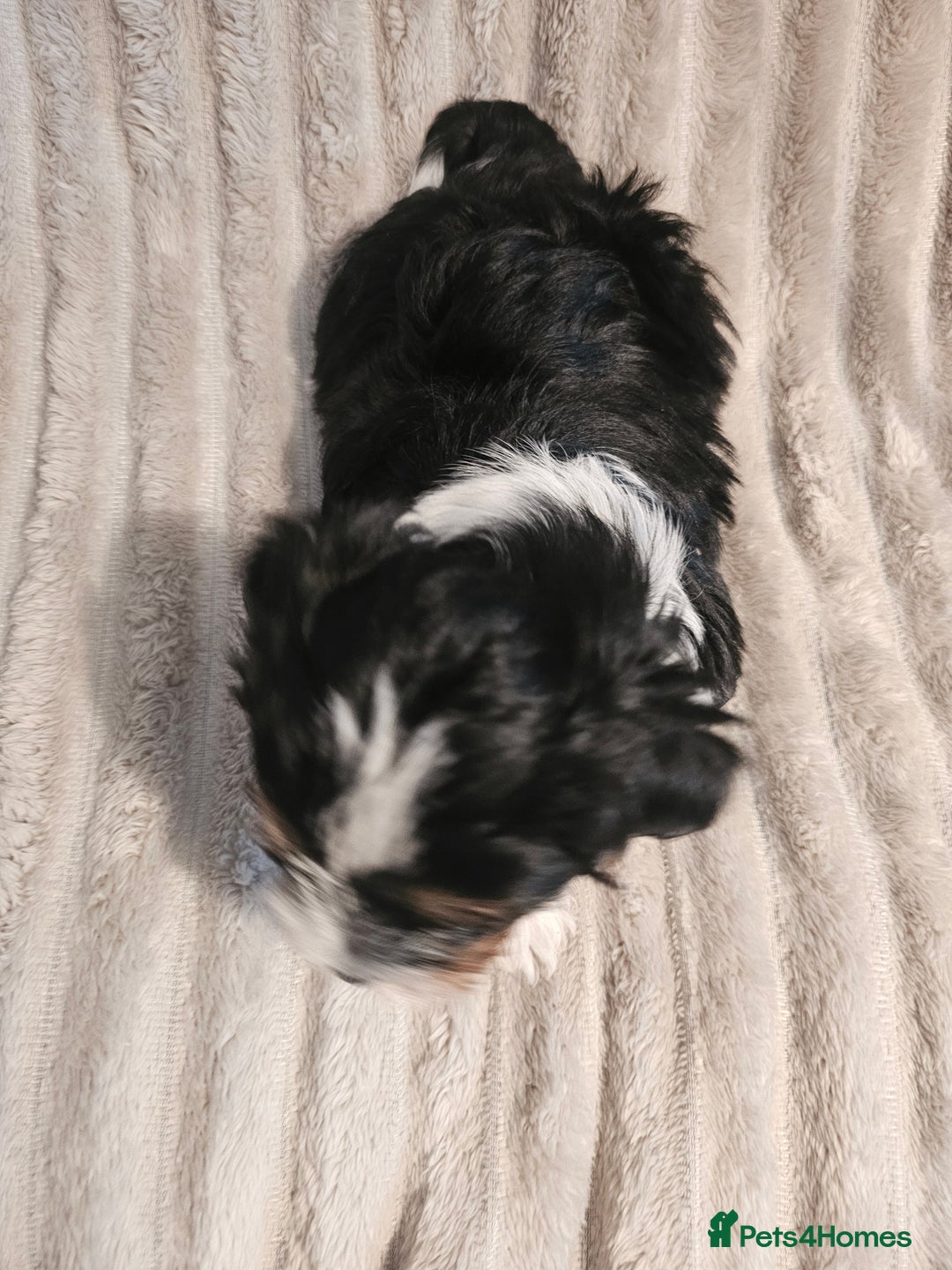 Yorkshire Terrier dogs for sale: Adorable Yorkshire Terrier Biewer Puppies Tricolor - Image 10