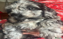 Cockapoo dogs for sale: 1st vac! Extensively health tested F1 cockerpoos   in Goole - Image 27