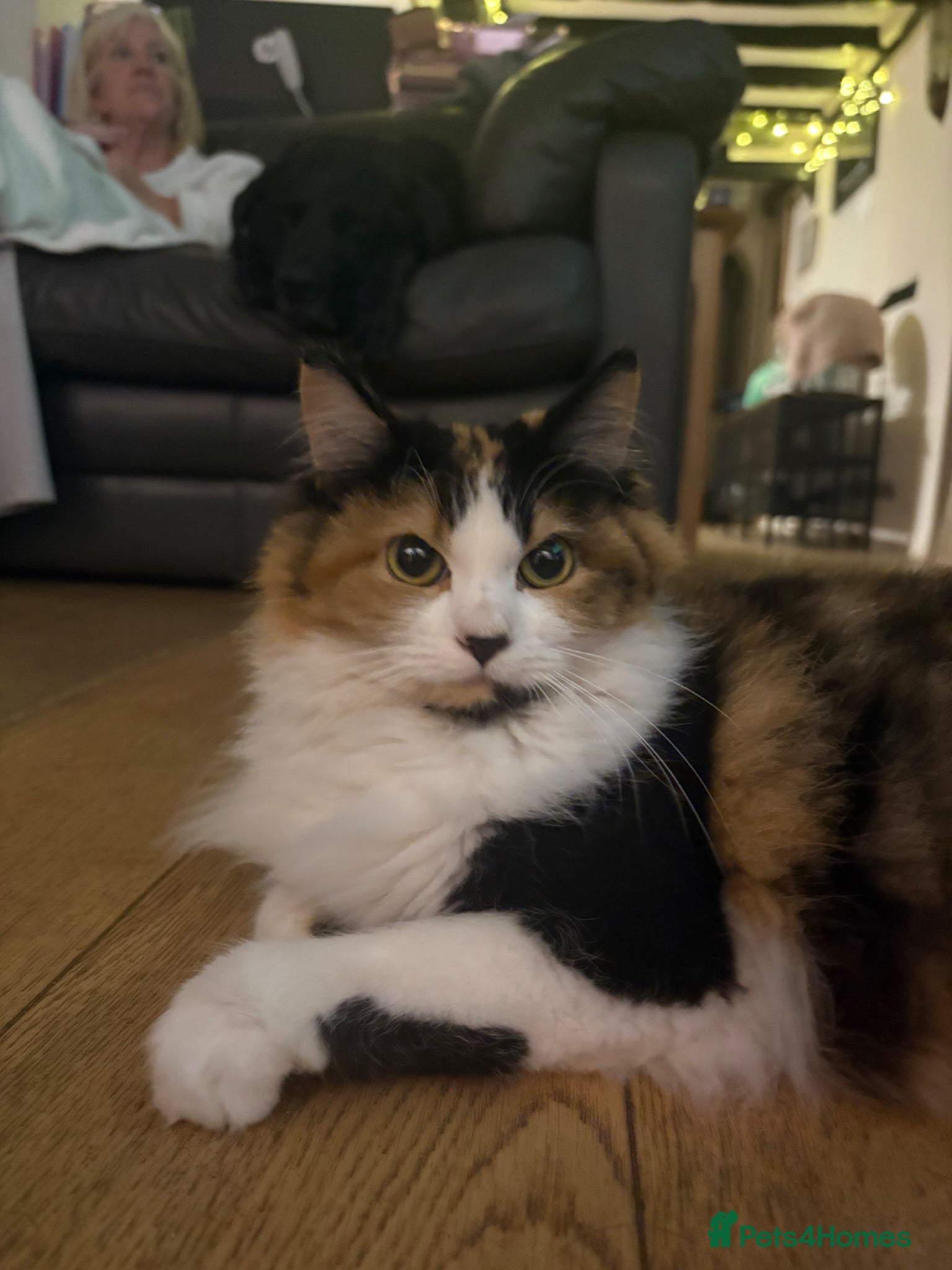 Mixed Breed cats Mixed breed fluffy kittens - Advert 5